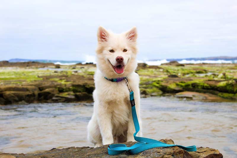 dog-beach-pixabay