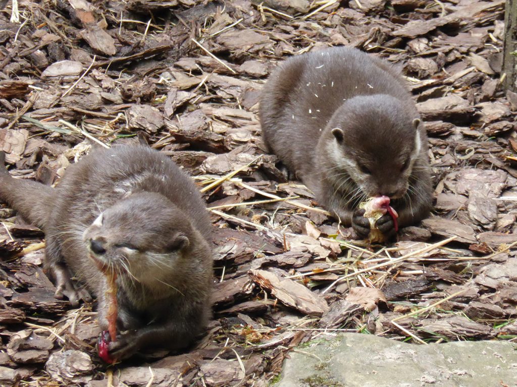 Otters at the Cornish Seal Sanctuary