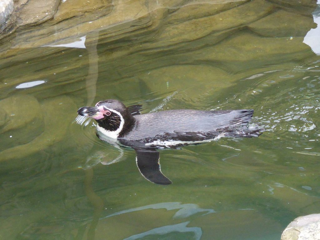 Penguins at Cornish Seal Sanctuary