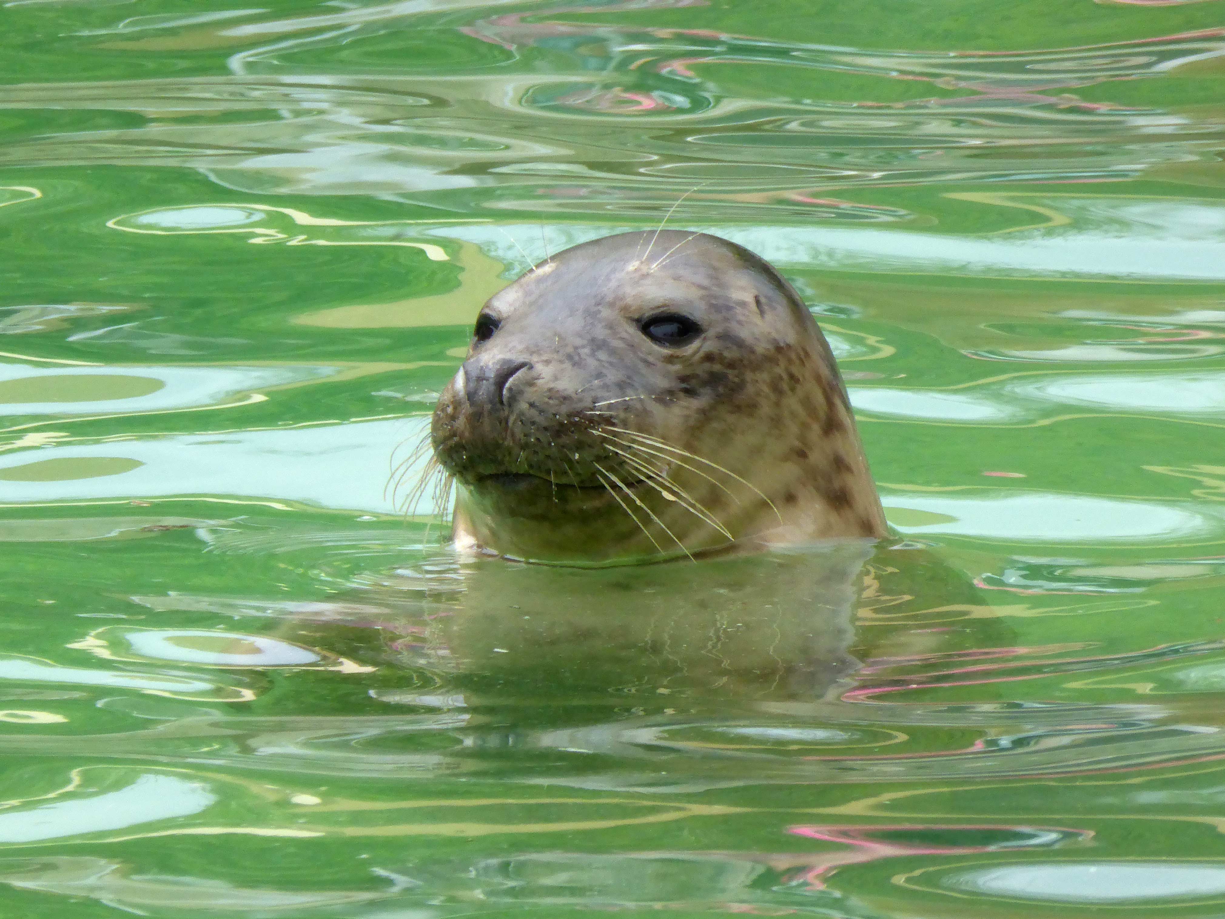 Seal-at-Seal-sanctuary