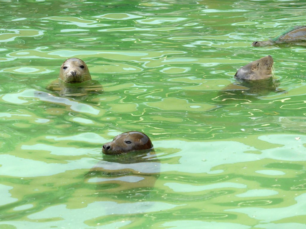Seals in the convalescence pool at Gweek