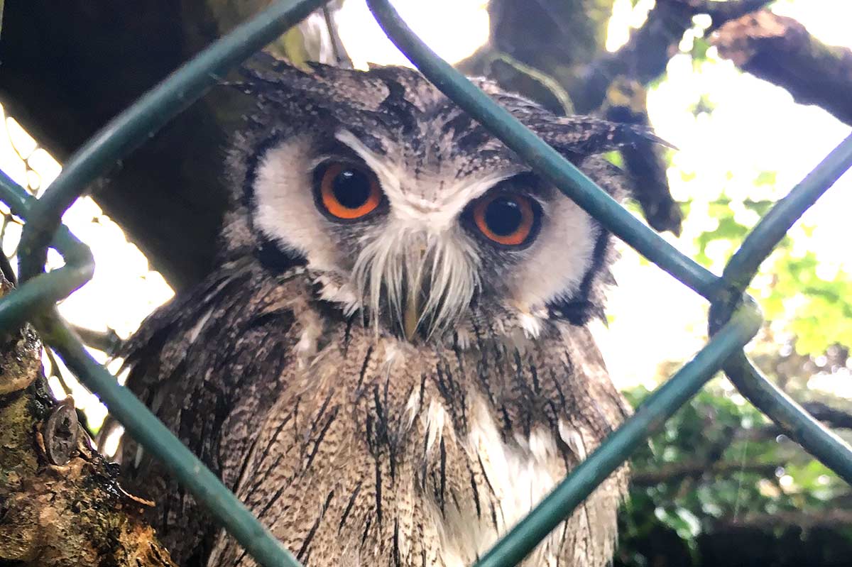 owl-at-paradise-park