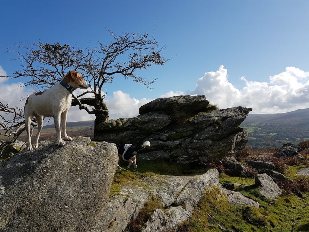 Dogs love Bodmin Moor