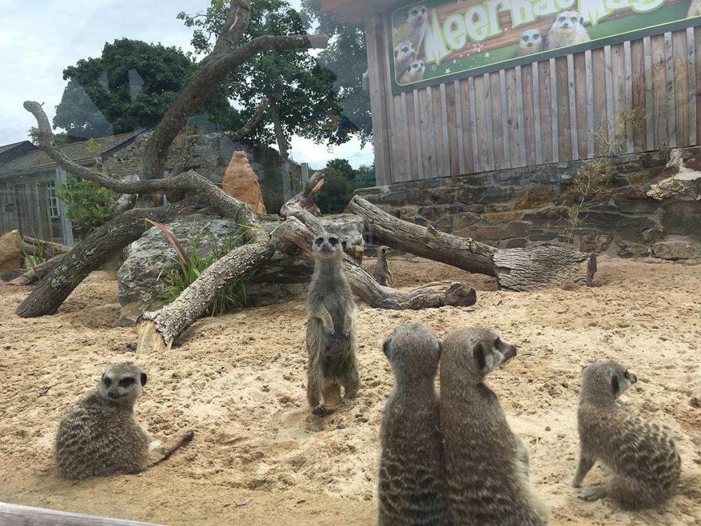 Check out the meerkats!