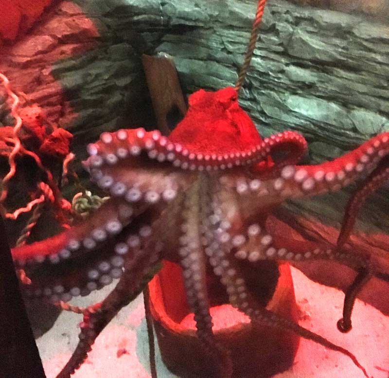 Octopus at Blue Reef Aquarium, Newquay