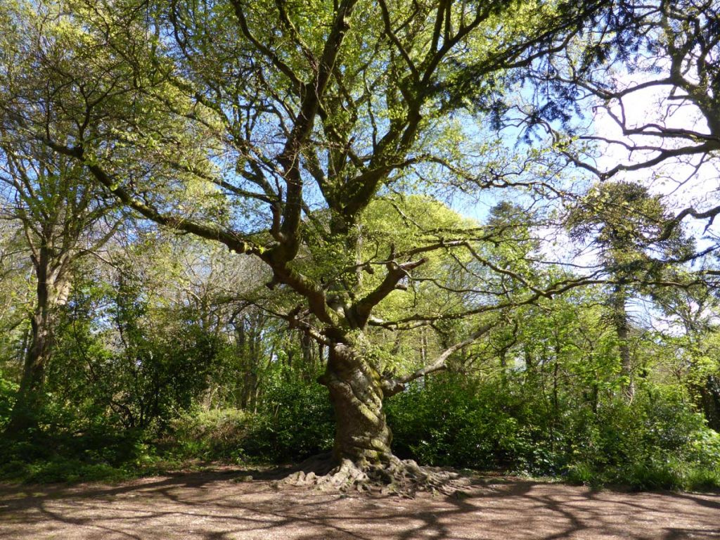 18th centuary beech tree with twisted trunk at Tehidy Woods, West Cornwall