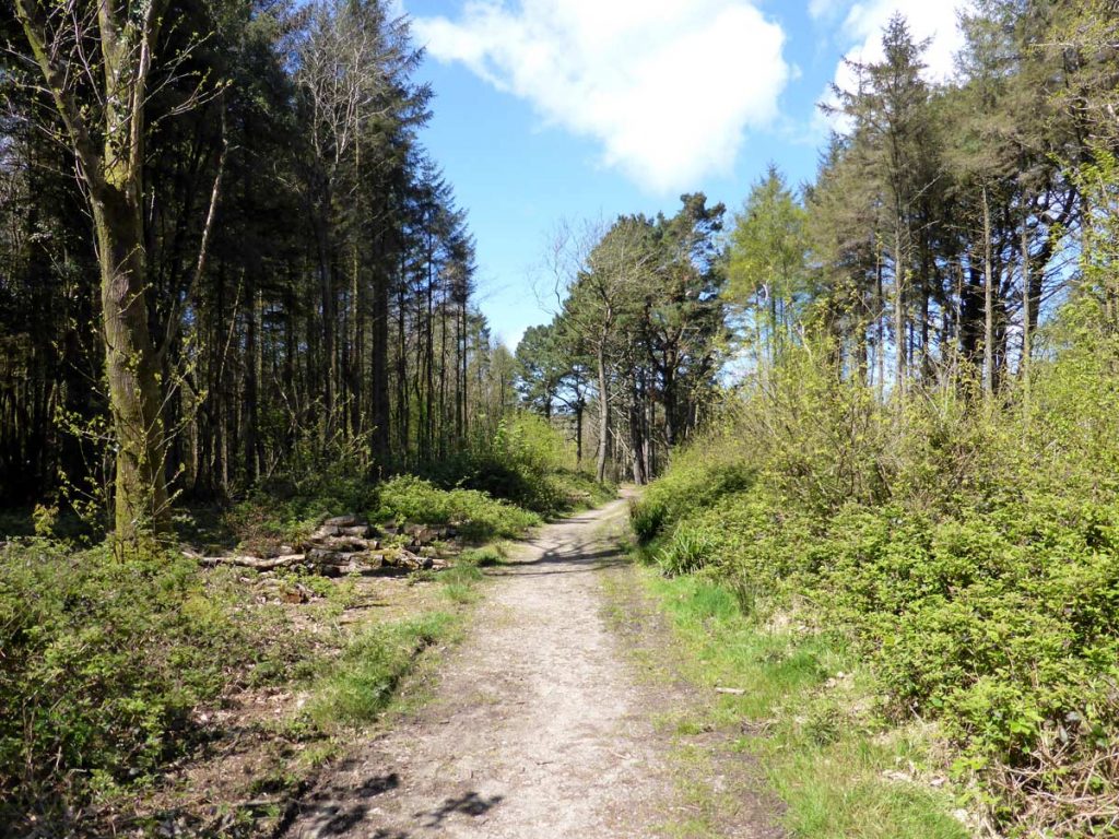 Coniferous woodland of the Oak Wood, Tehidy Country Park
