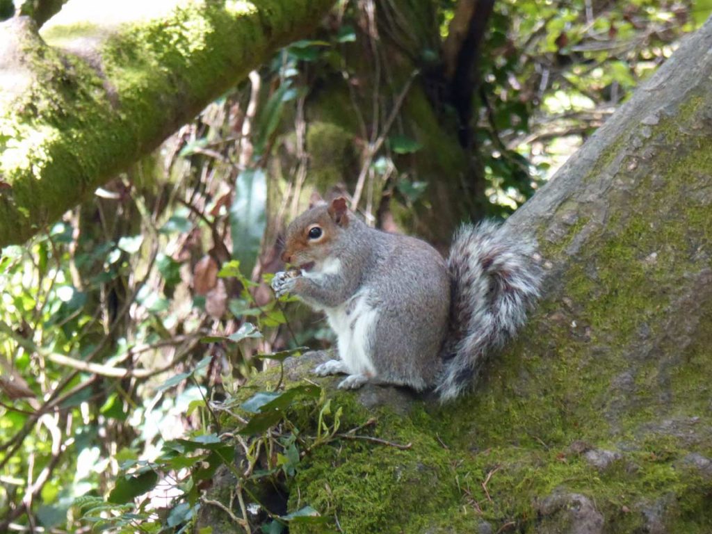 Squirrel enjoying a nut at Tehidy Country Park, West Cornwall