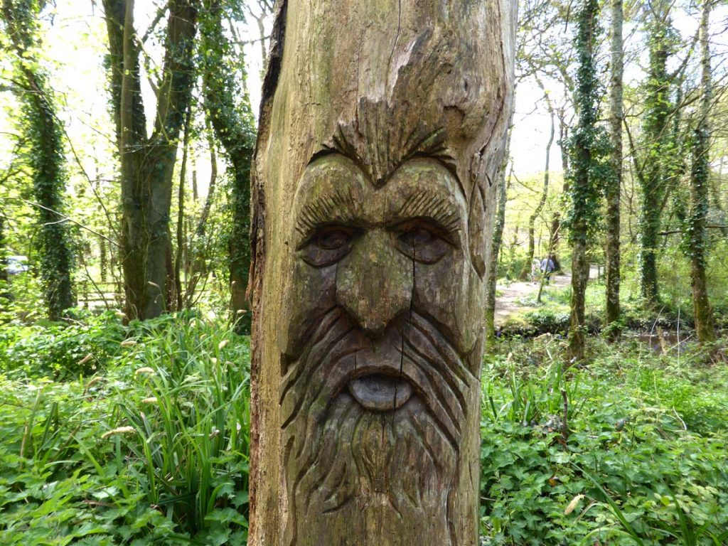 Wood carving of a face at tehidy Country Park, West Cornwall