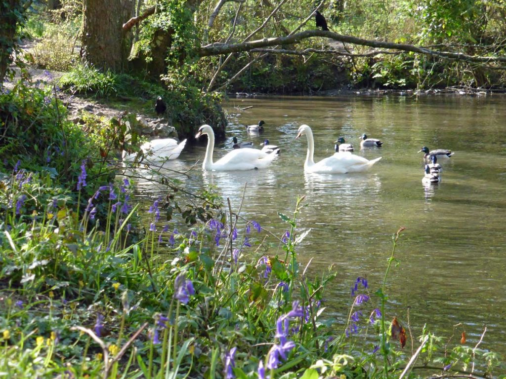 Swans and ducks swimming on the lake at Tehidy Country Park