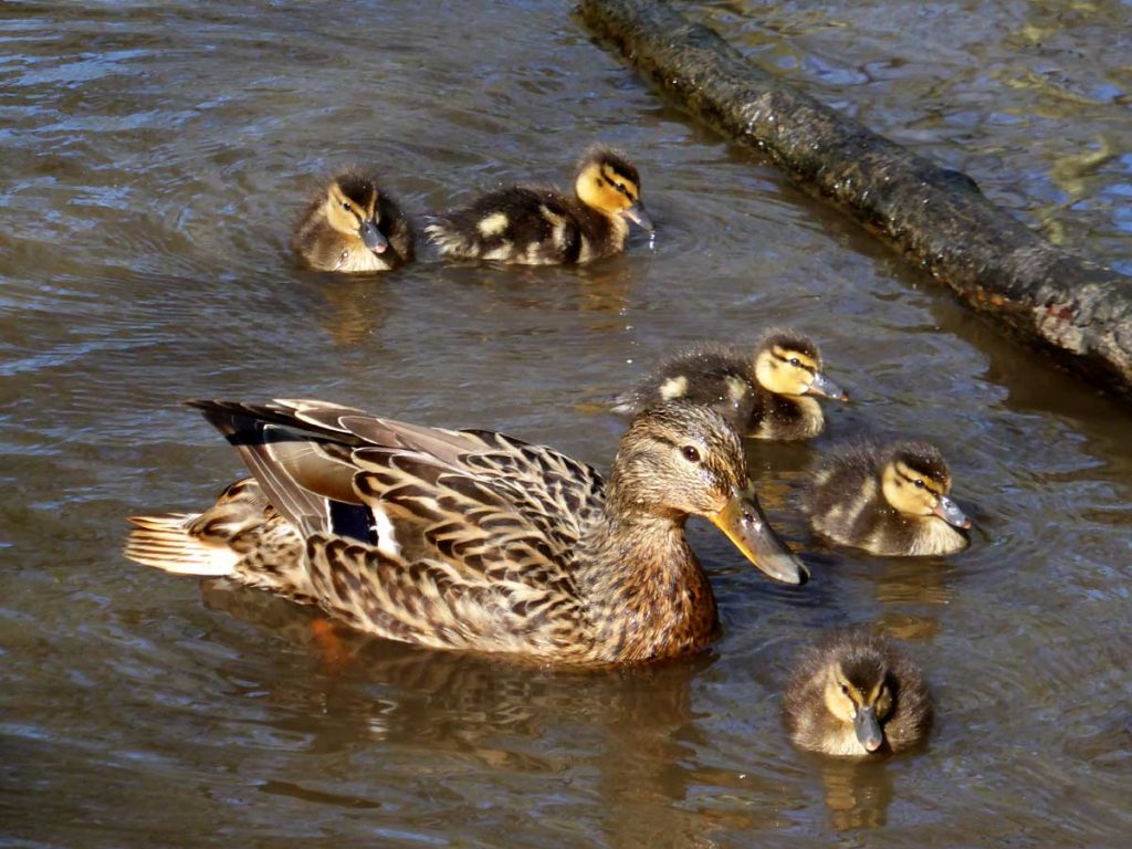 Mother mallard duck and her duckings at Tehidy Country Park, West Cornwall