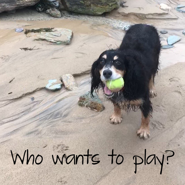 Watergate Bay is perfect for a game of fetch