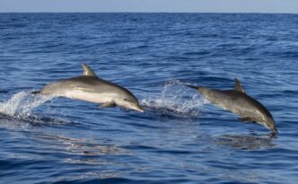 dolphins in cornwall