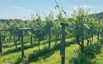 cornish-vineyards