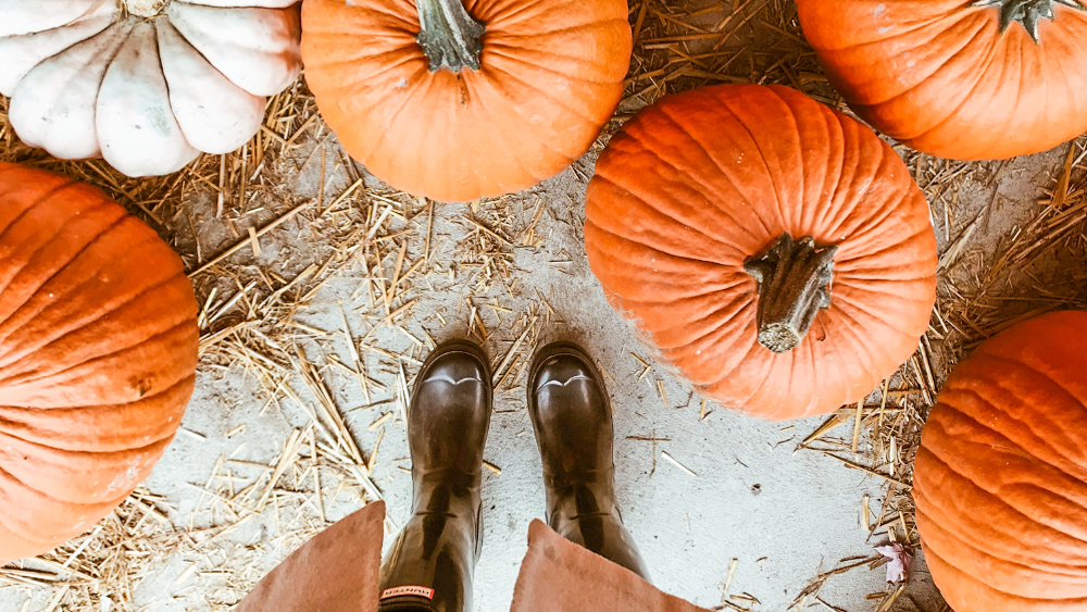 where to go pumpkin picking in Cornwall Cornish Traditional Cottages holiday staycation family day trip halloween October