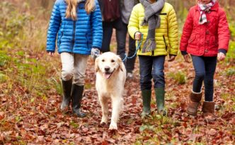 Cornwall dog friendly woodland walks